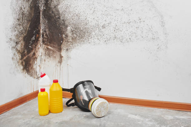 Best Professional Mold Removal  in Clymer, PA