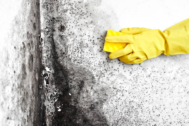 Best Office Mold Removal Services  in Clymer, PA
