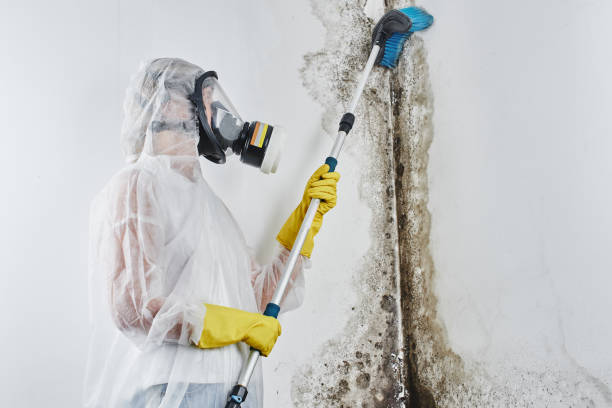 Best Mold Removal Company Near Me  in Clymer, PA