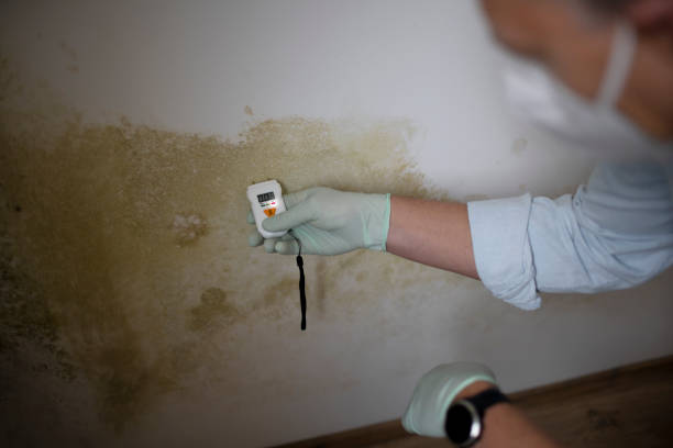 Best Best Mold Removal Companies  in Clymer, PA