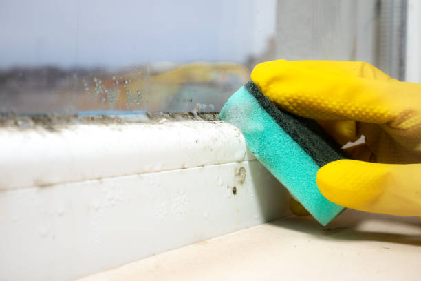 Best Toxic Mold Removal  in Clymer, PA