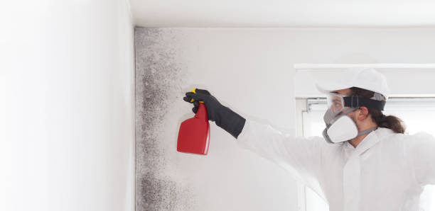 Best Mold Remediation  in Clymer, PA