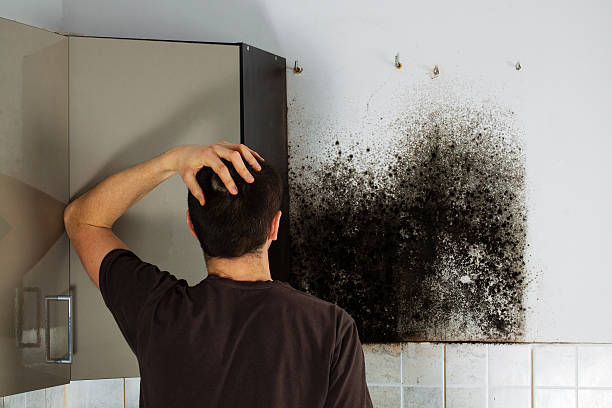 Best Black Mold Removal  in Clymer, PA