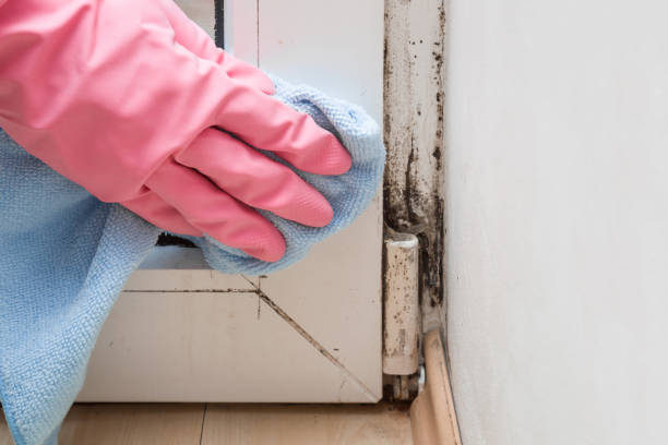 Best Mold Removal Specialists  in Clymer, PA