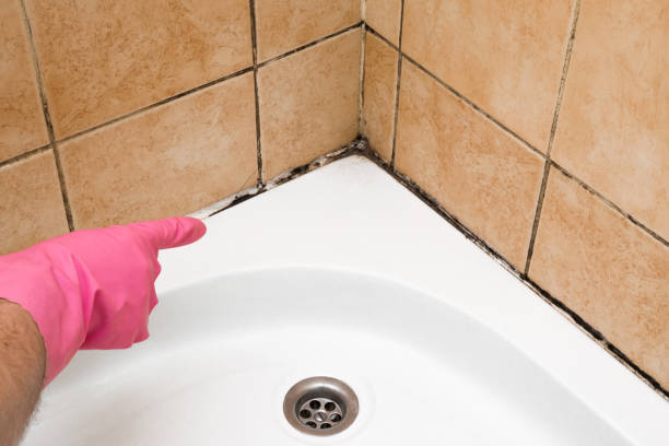 Best Certified Mold Removal  in Clymer, PA